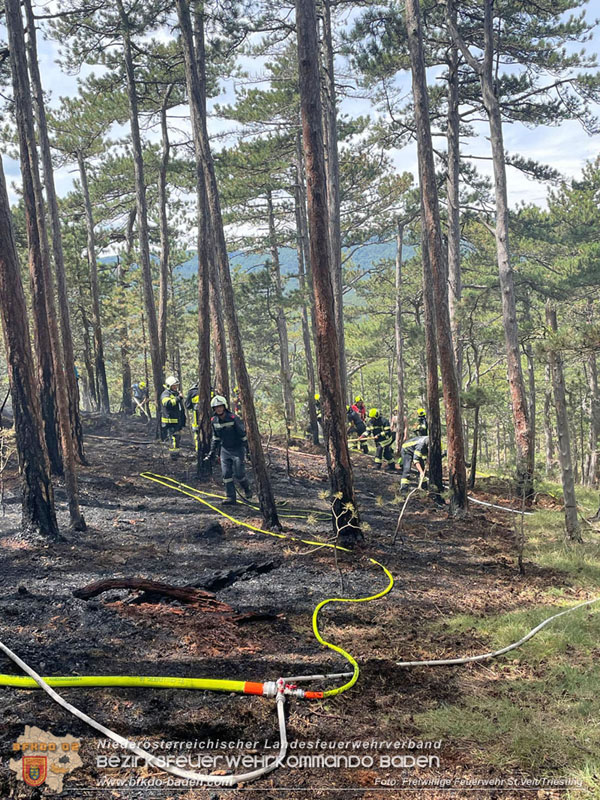 20240723_Waldbrand in Grillenberg noch rechtzeitig entdeckt Foto: Freiwillige Feuerwehr St.Veit/Triesting