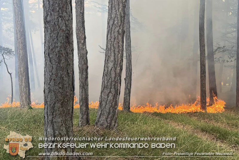 20240723_Waldbrand in Grillenberg noch rechtzeitig entdeckt Foto: Freiwillige Feuerwehr Neusiedl