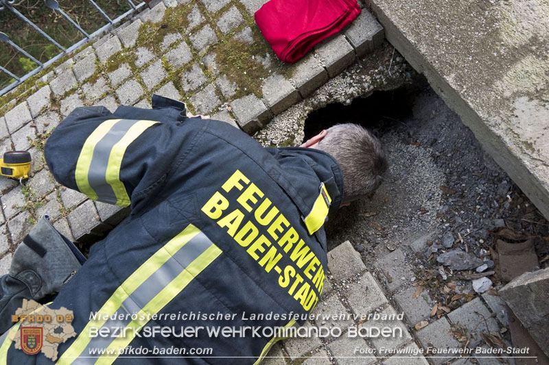 20250310_Feuerwehr befreit Stubentiger Odin" aus unterirdischem Hohlraum in Baden!   Foto: Stefan Schneider FF Baden-Stadt