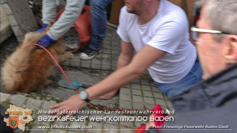 20250310_Feuerwehr befreit Stubentiger Odin" aus unterirdischem Hohlraum in Baden!   Foto: Stefan Schneider FF Baden-Stadt