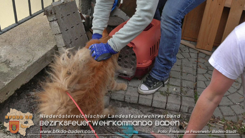 20250310_Feuerwehr befreit Stubentiger Odin" aus unterirdischem Hohlraum in Baden!   Foto: Stefan Schneider FF Baden-Stadt