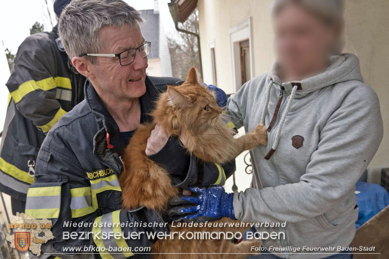 20250310_Feuerwehr befreit Stubentiger Odin" aus unterirdischem Hohlraum in Baden!   Foto: Stefan Schneider FF Baden-Stadt