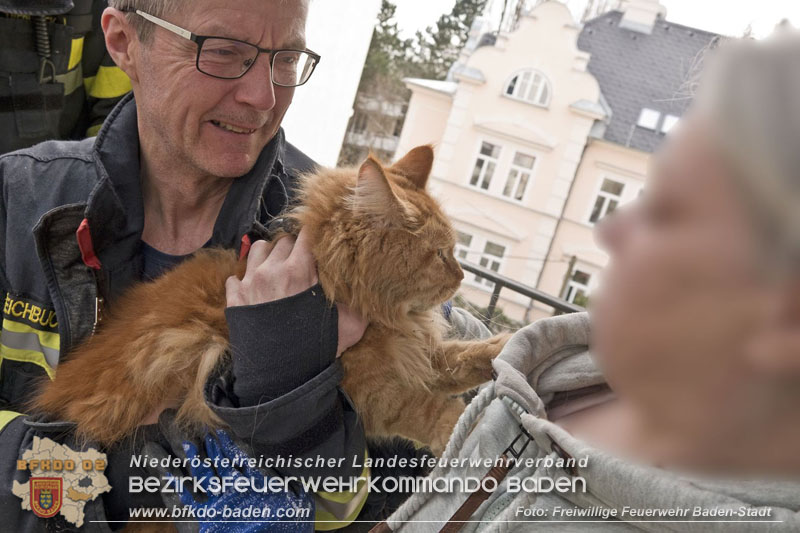 20250310_Feuerwehr befreit Stubentiger Odin" aus unterirdischem Hohlraum in Baden!   Foto: Stefan Schneider FF Baden-Stadt